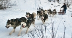 Dog sledging
