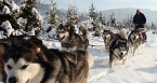 Dog sledging