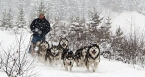 Dog sledging