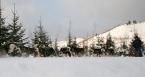 Dog sledging