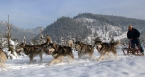 Dog sledging