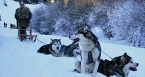 Dog sledging