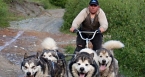 Dog sledging