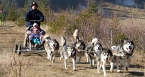 Dog sledging