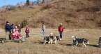 Dog sledging